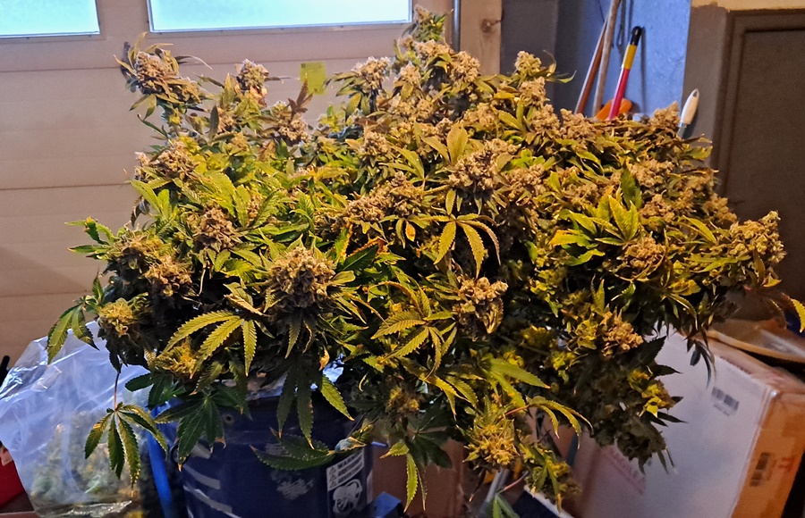 Banana Jealousy 08-19g harvest16.jpg