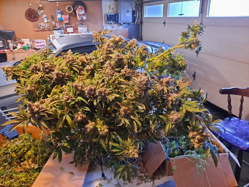 Banana Jealousy 08-19g harvest18.jpg