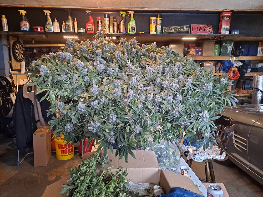 Banana Jealousy 08-19g harvest6 .jpg