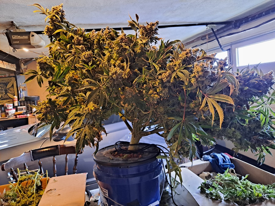 Banana Jealousy 08-19g harvest7 .jpg