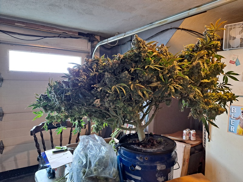 Banana Jealousy 08-19g harvest9 .jpg