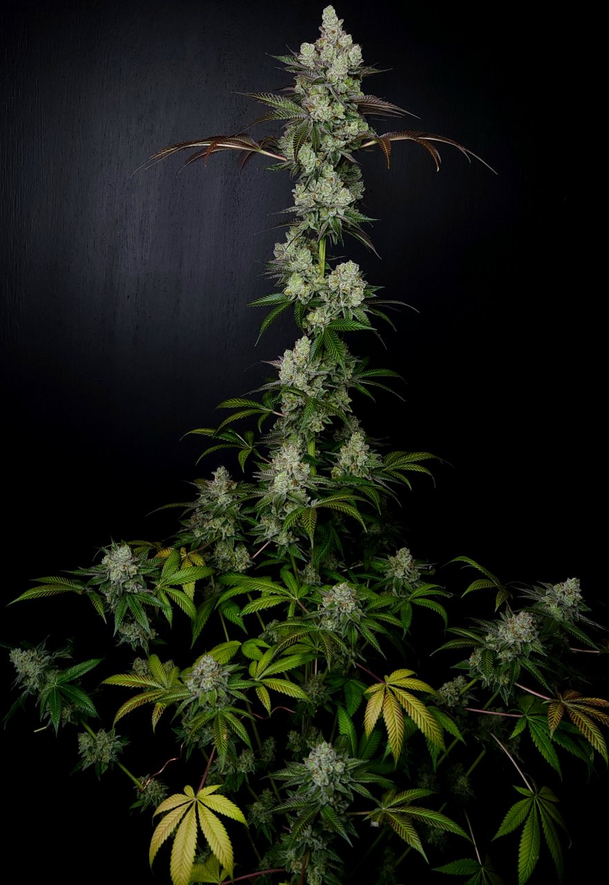 Banana Jealousy #1 day 64 flower, 124 days total