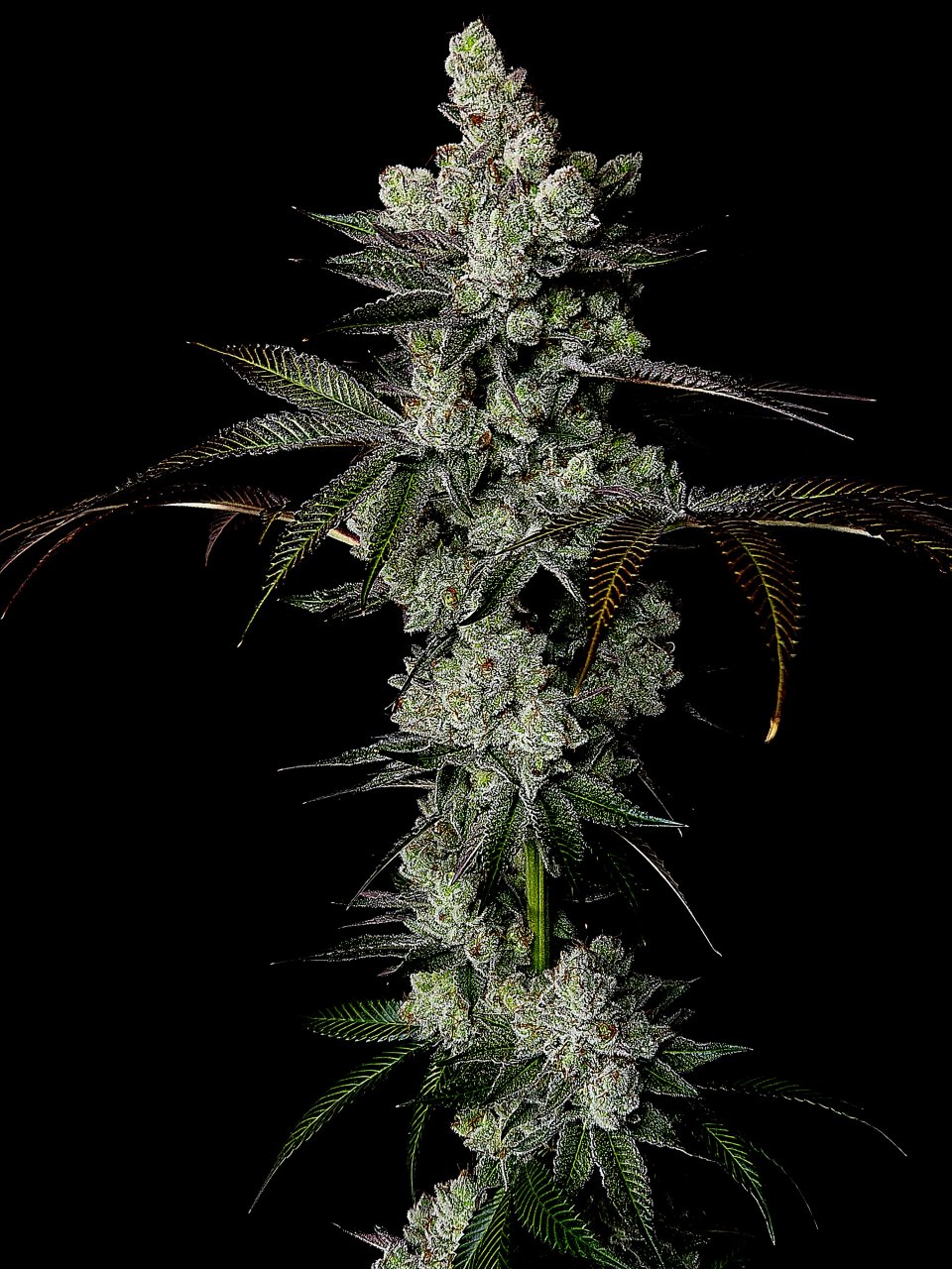 Banana Jealousy #1 day 64 flower, 124 days total