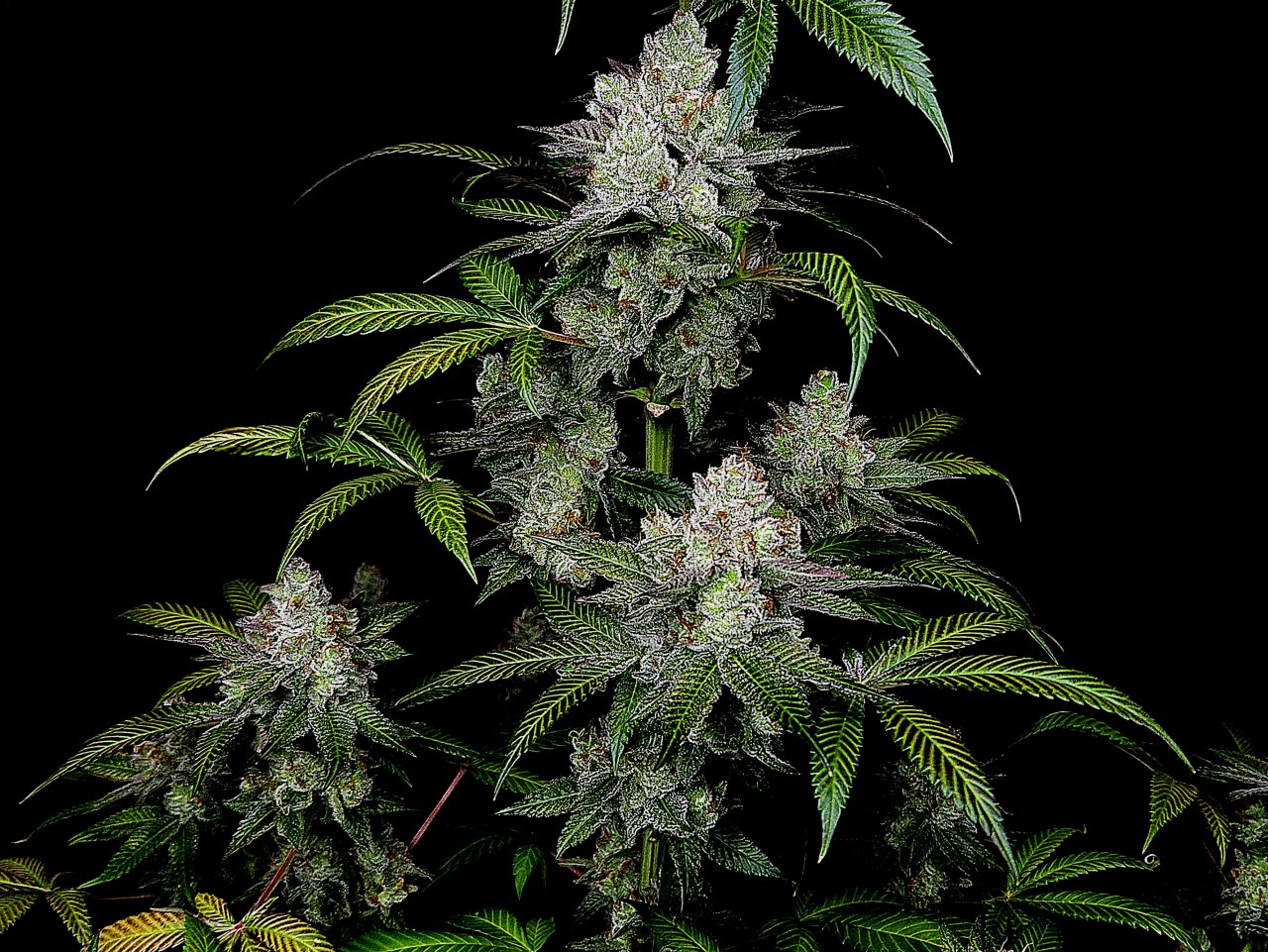 Banana Jealousy #1 day 64 flower, 124 days total