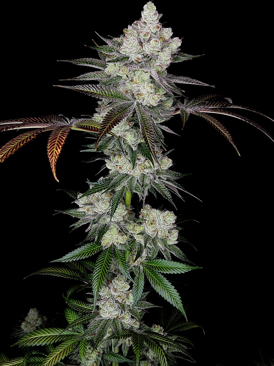 Banana Jealousy #1 day 64 flower, 124 days total