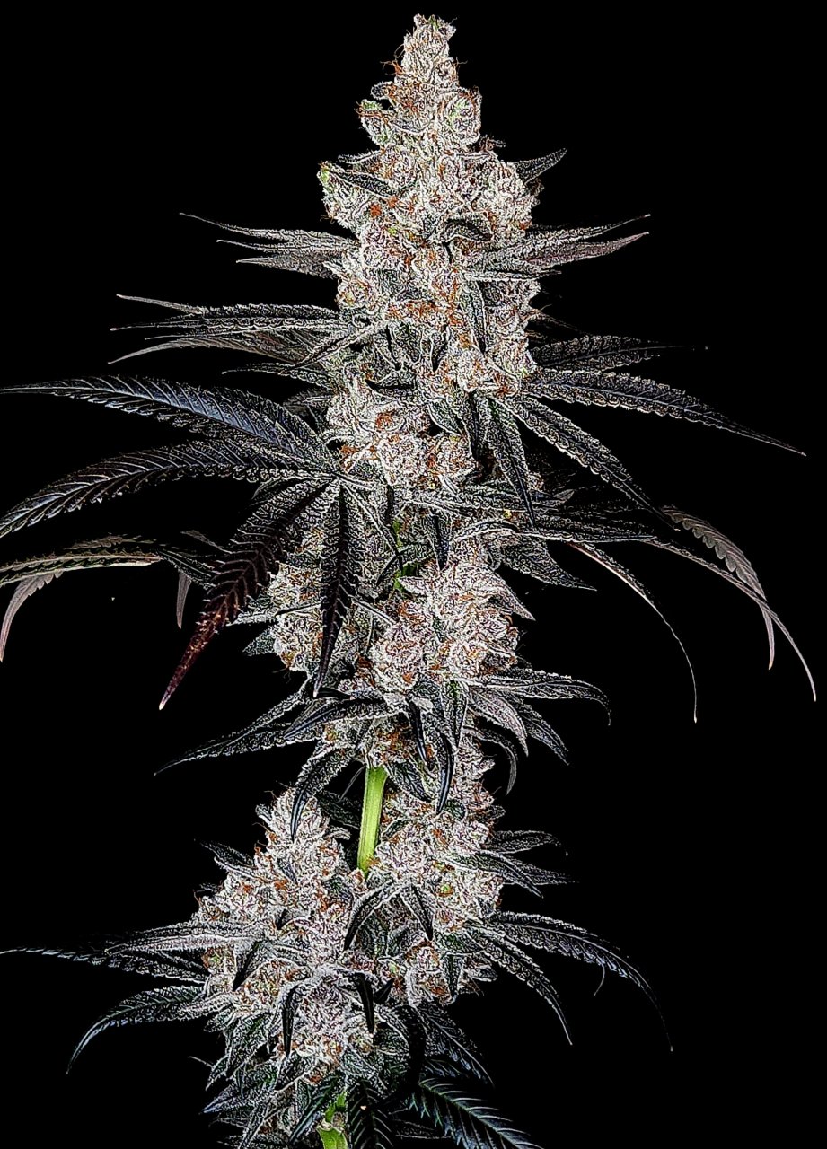 Banana Jealousy #2 day 64 flower, 124 days total