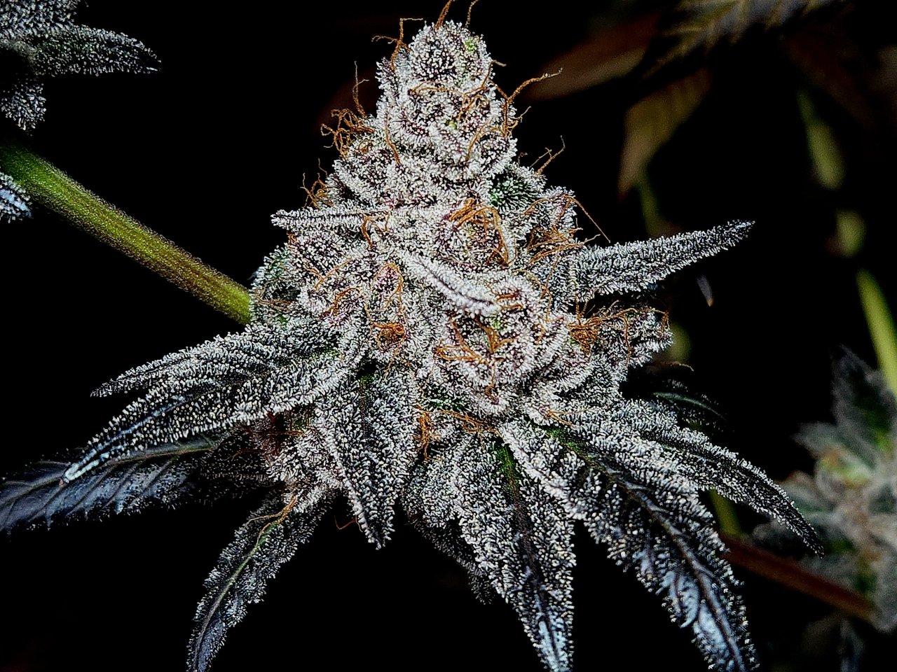 Banana Jealousy #2 day 64 flower, 124 days total