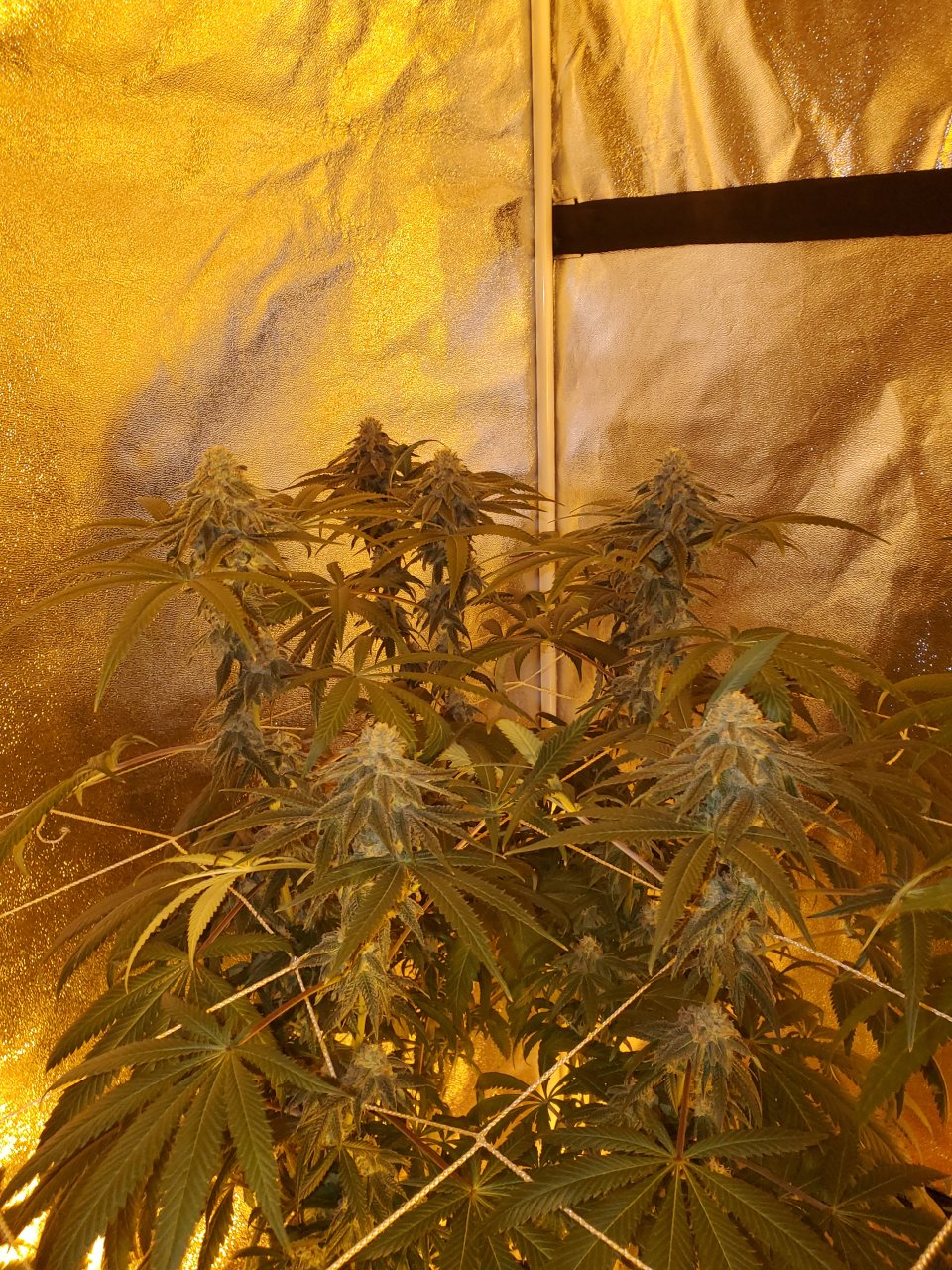 Banana Jealousy @ 3.5 weeks Indica Dom