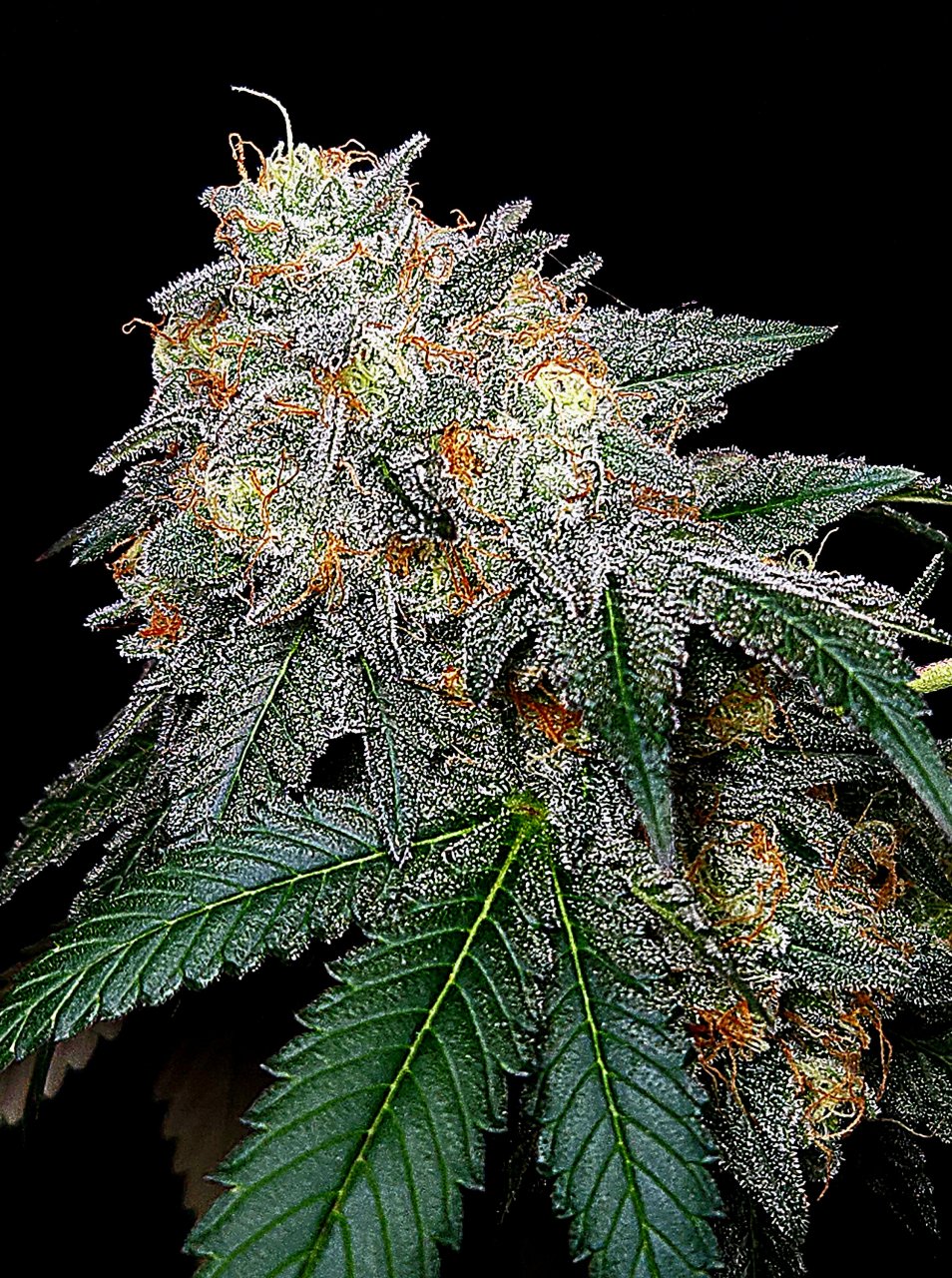 Banana Jealousy #3 day 64 flower, 124 days total