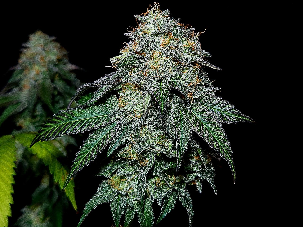 Banana Jealousy #3 day 64 flower, 124 days total