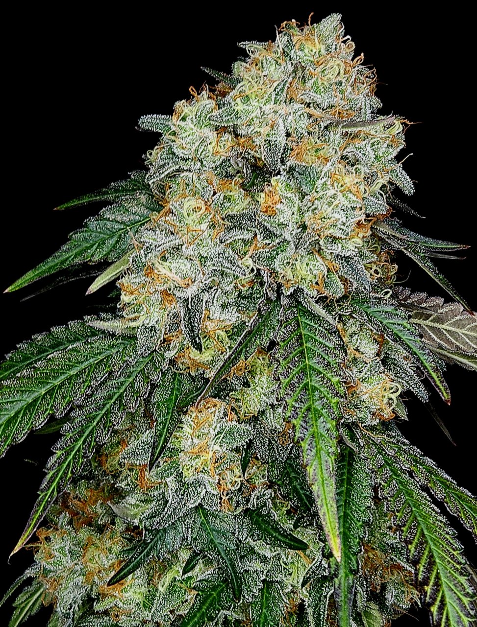 Banana Jealousy #3 day 64 flower, 124 days total