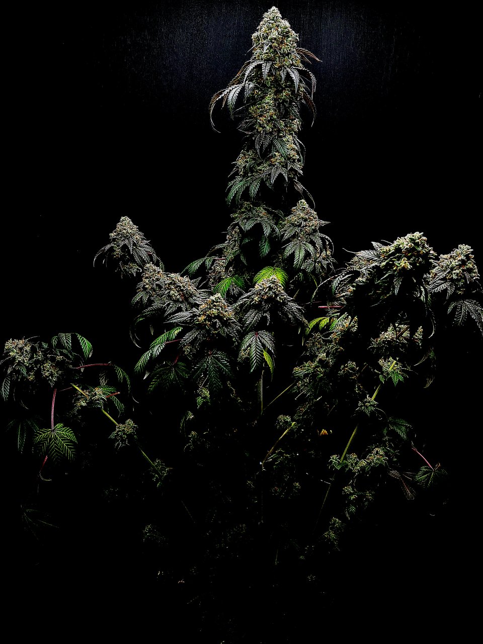 Banana Jealousy #5 day 64 flower, 124 days total