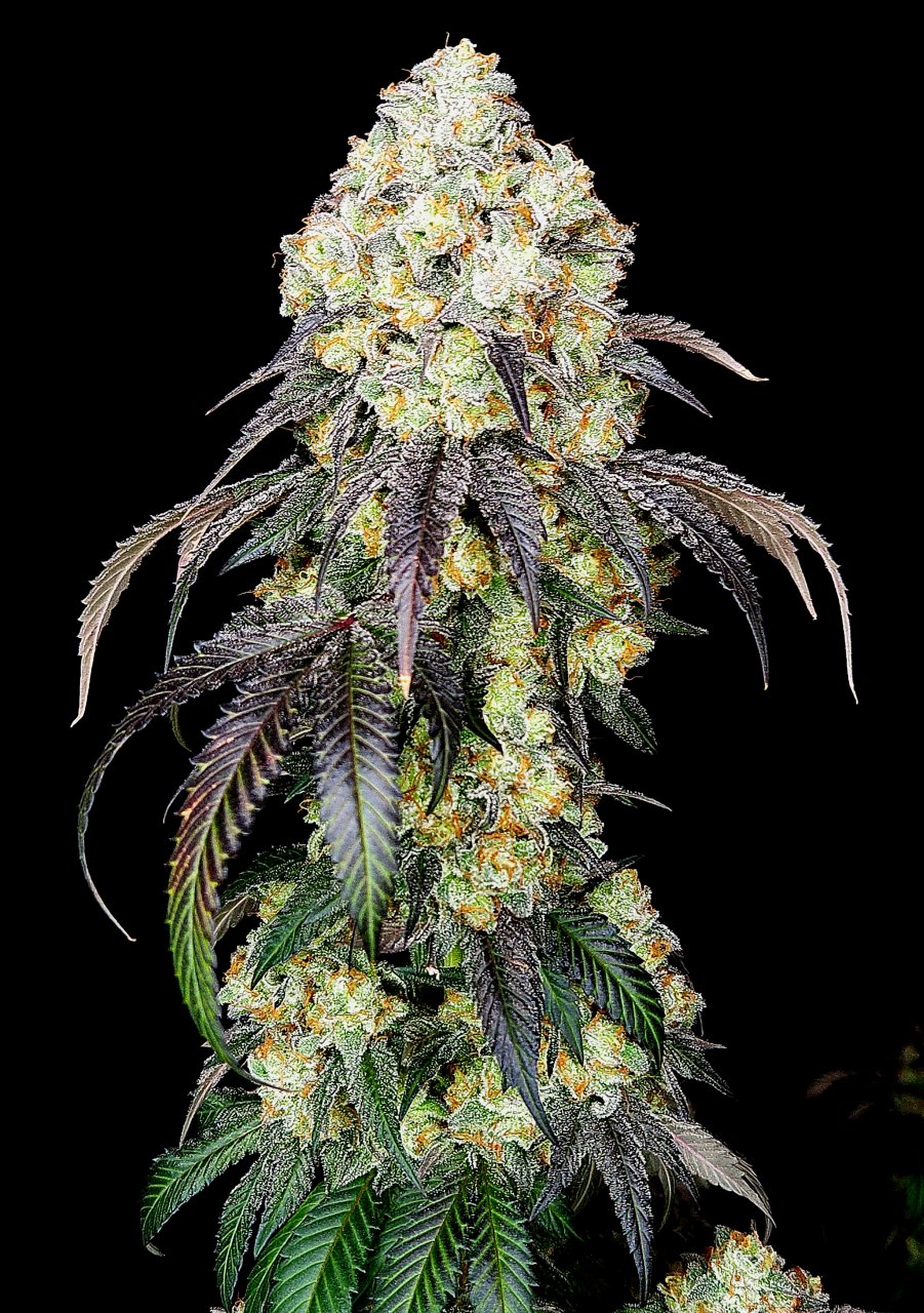 Banana Jealousy #5 day 64 flower, 124 days total