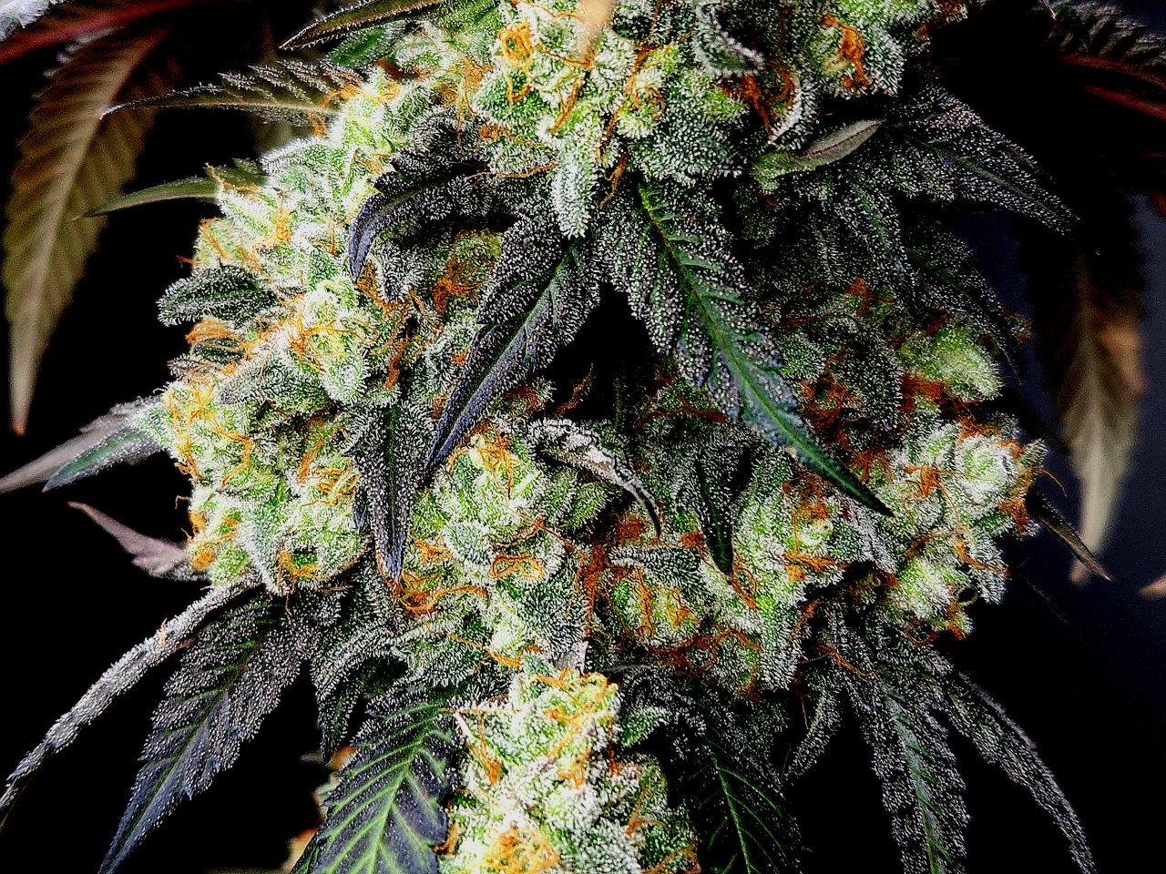 Banana Jealousy #5 day 64 flower, 124 days total