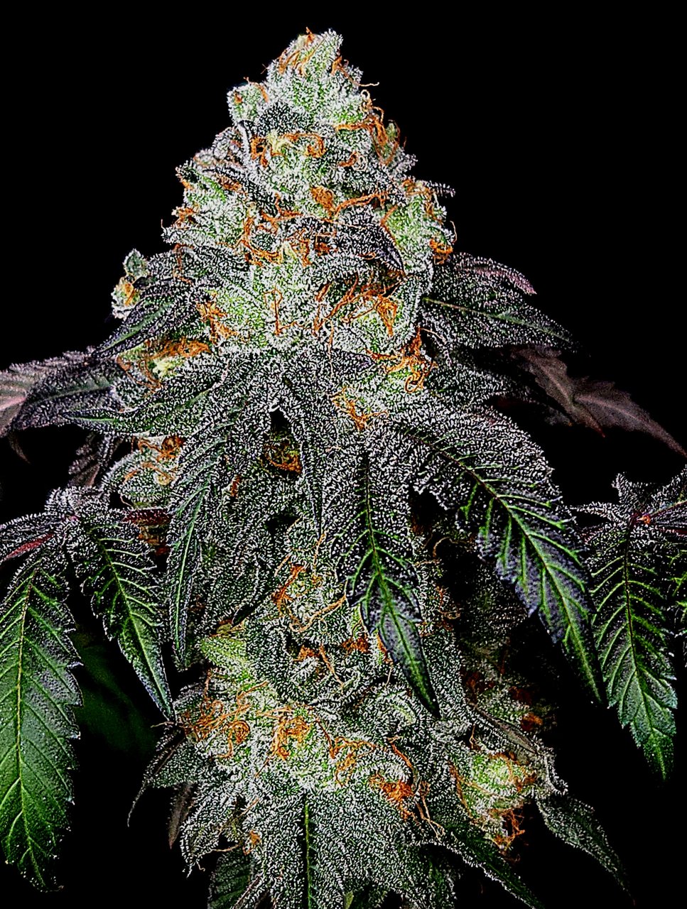 Banana Jealousy #5 day 64 flower, 124 days total