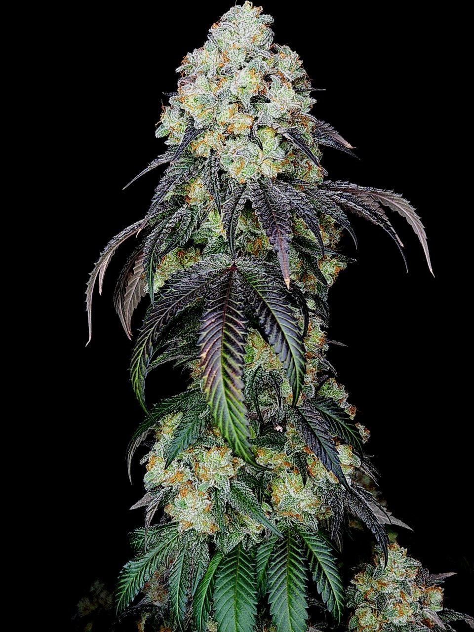 Banana Jealousy #5 day 64 flower, 124 days total