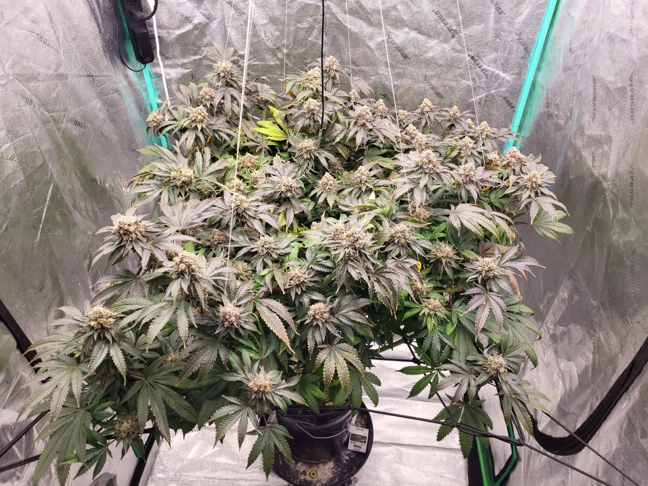 Banana Jealousy flip day# 63 flower day# 52