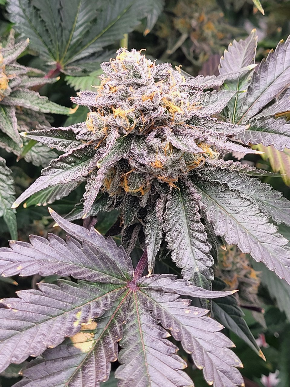 Banana Jealousy flip day# 63 flower day# 52