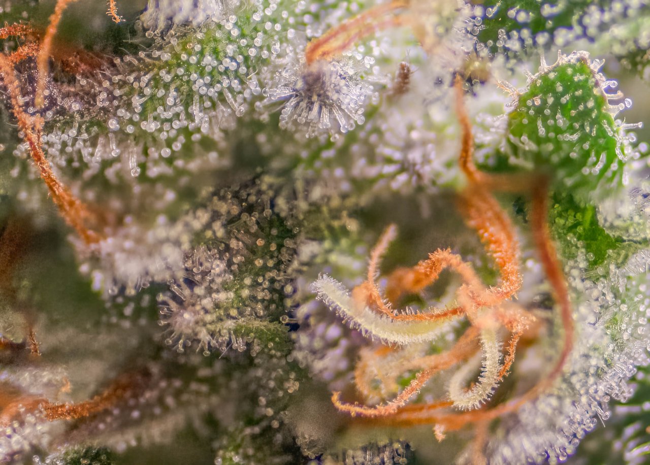 Banana Jealousy Trichomes.jpg