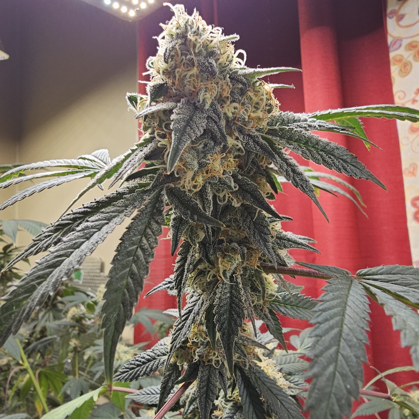 Banana Jealousy wk 7 flowering 2.jpg