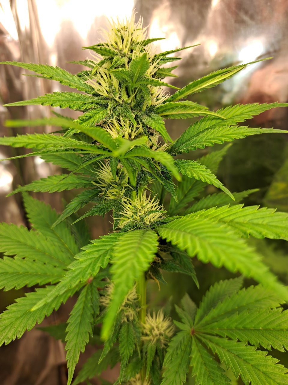 Banana purple punch auto (fastbuds 42)