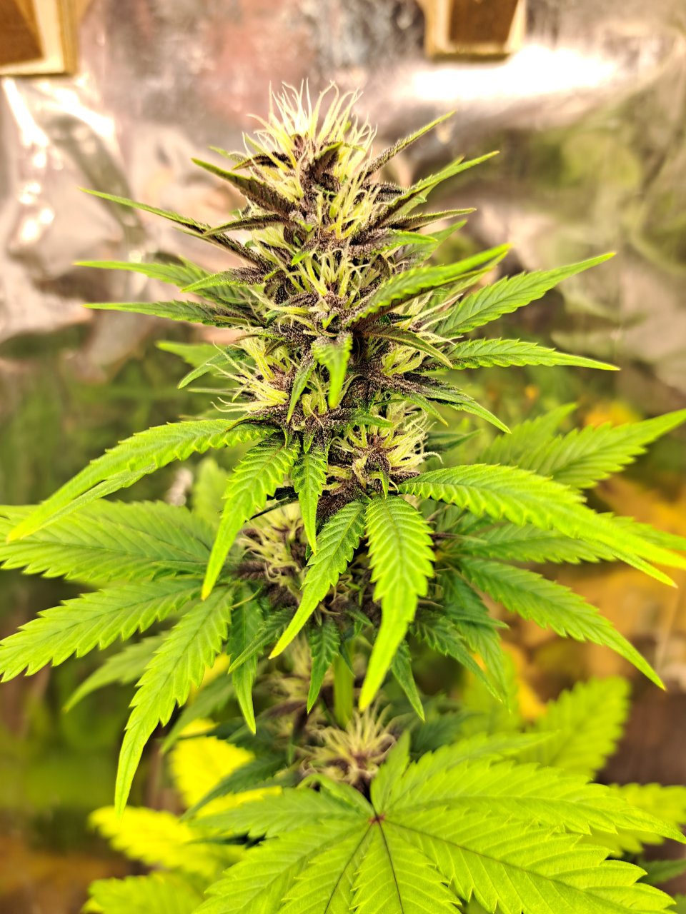 Banana purple punch auto (fastbuds 42)