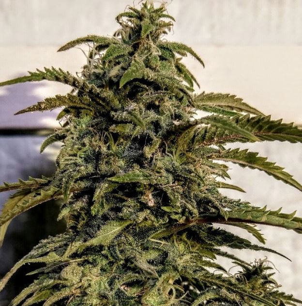 Banana Sativa Holy Smoke female cannabiseeds Banana marijuana