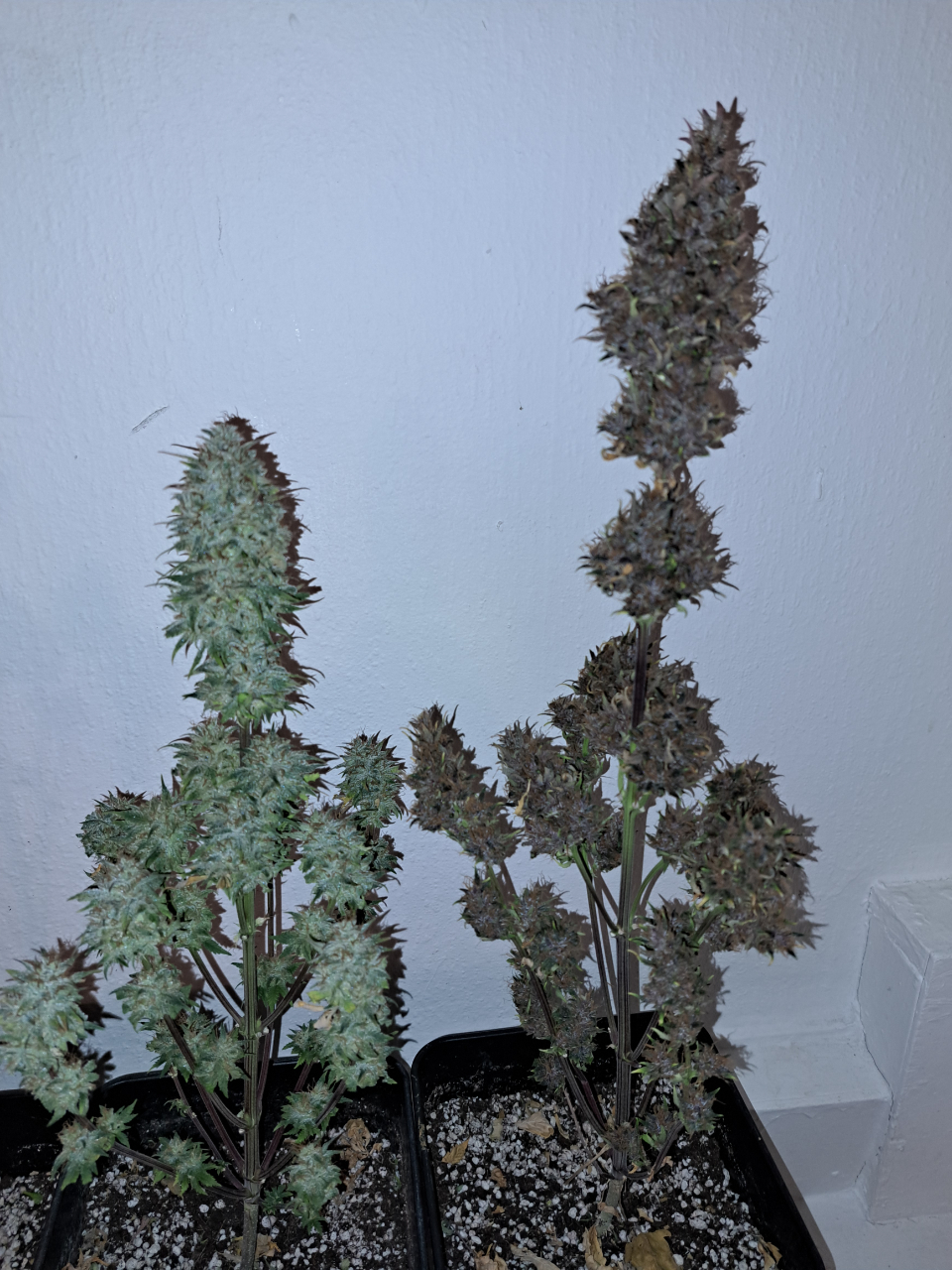 Bananna purple punch autos