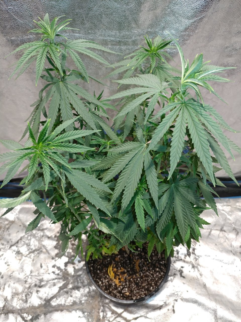 Bangi Haze_f(-pheno 6 (1).jpg