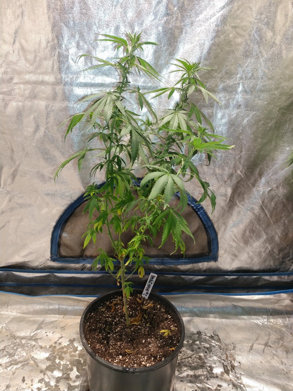 Bangi Haze_F9_pheno 2 (3).jpg