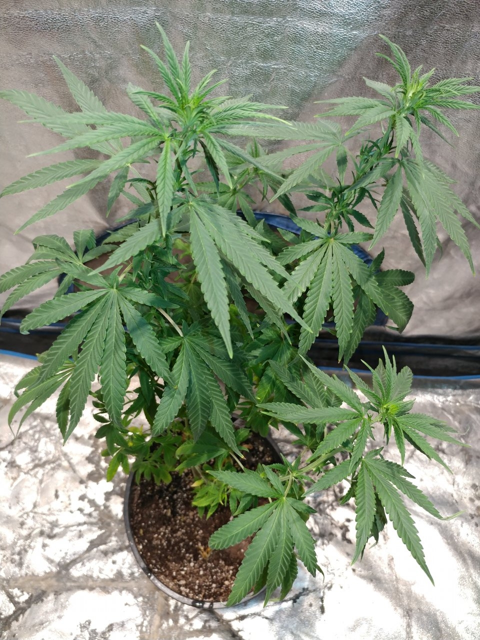 Bangi Haze_F9_pheno 2 (5).jpg