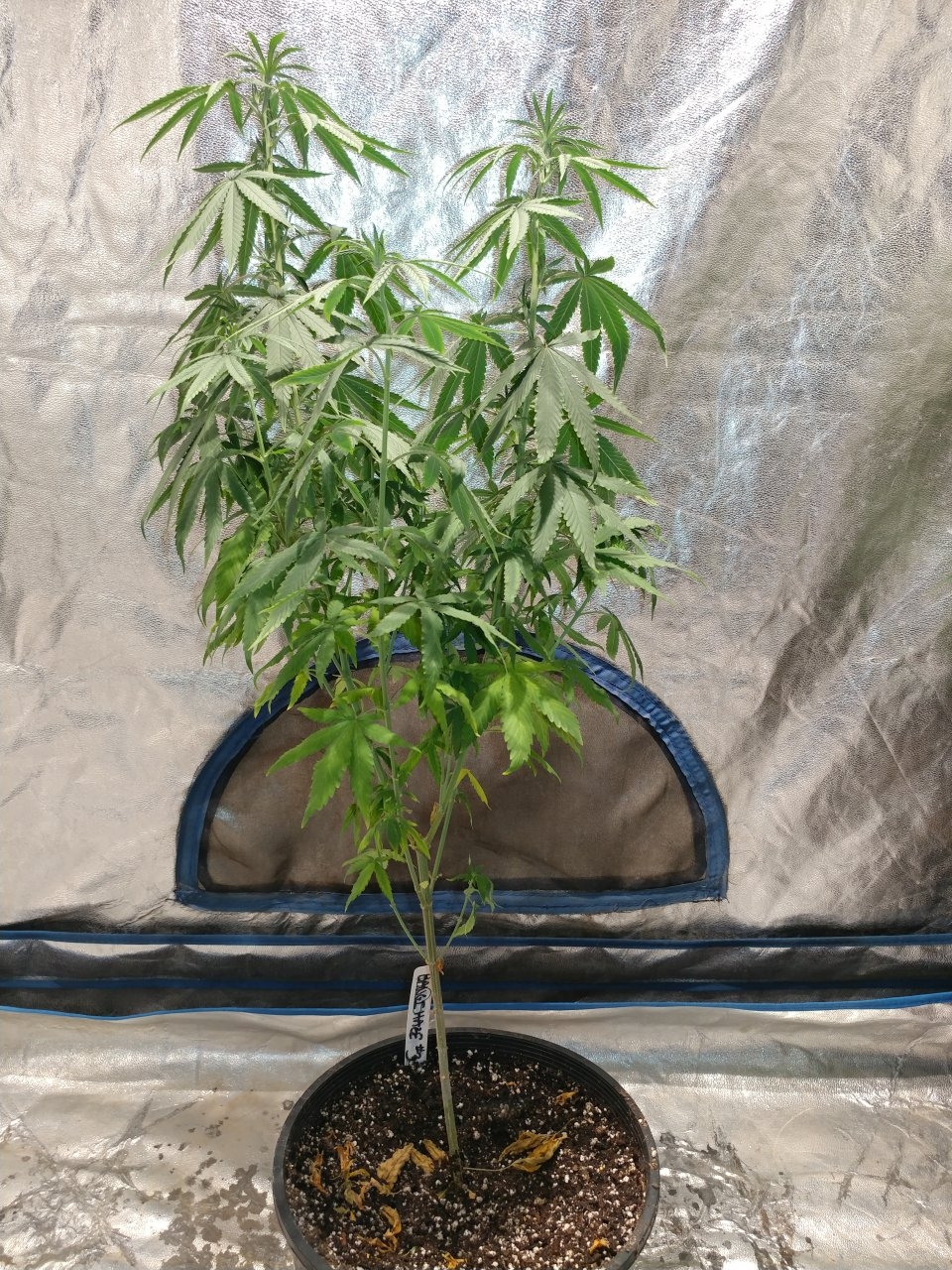 Bangi Haze_F9_pheno 3 (3).jpg