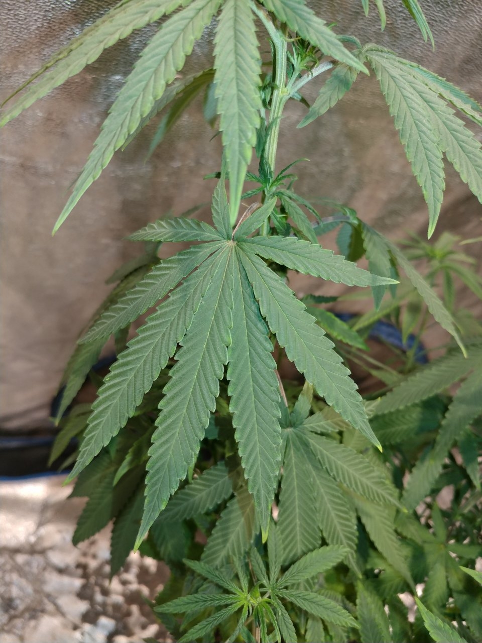 Bangi Haze_F9_pheno 3 (6).jpg