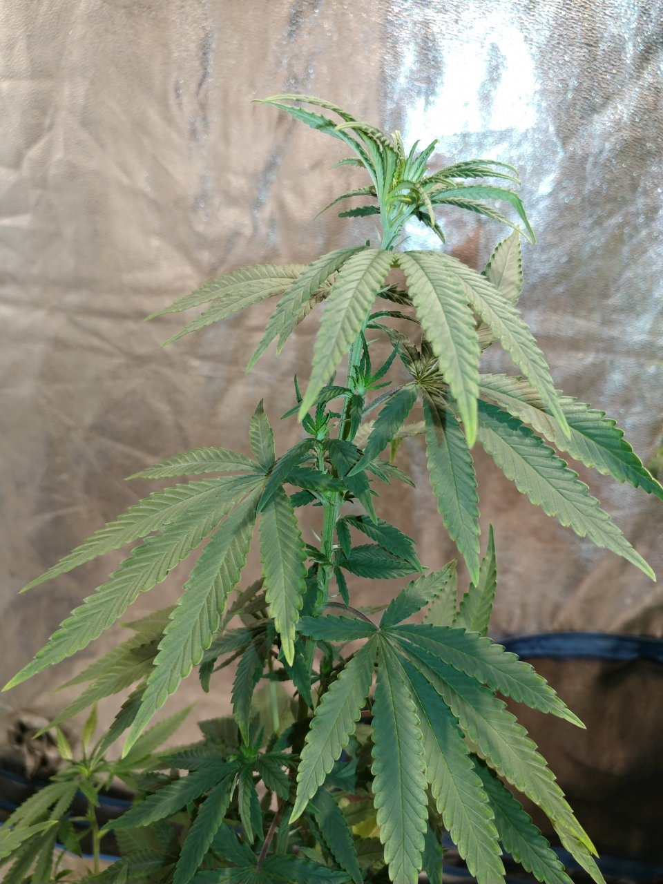 Bangi Haze_F9_pheno 4 (1).jpg