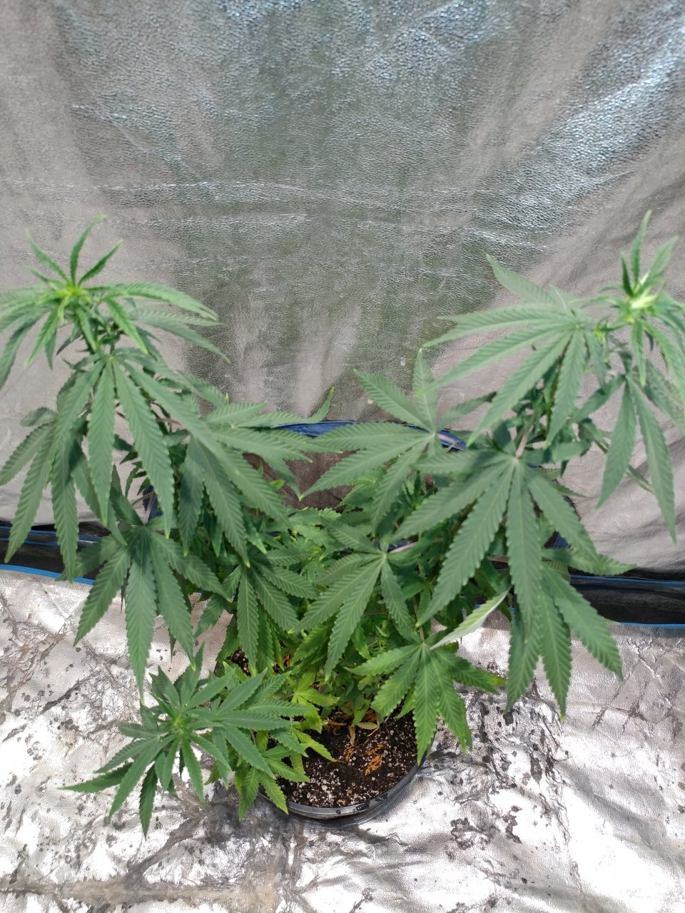 Bangi Haze_F9_Pheno 5 (11).jpg