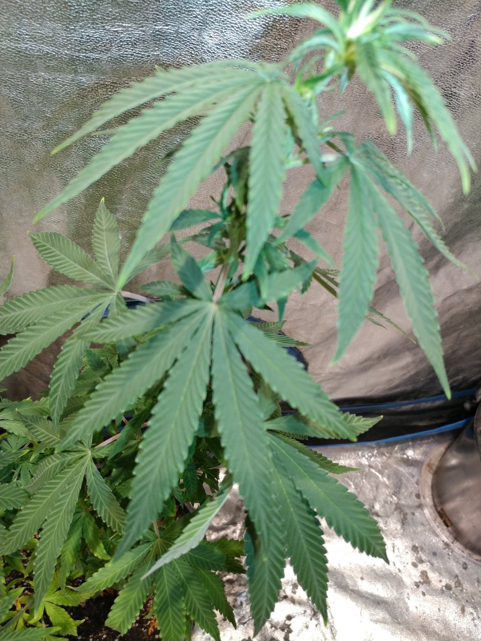 Bangi Haze_F9_Pheno 5 (6).jpg