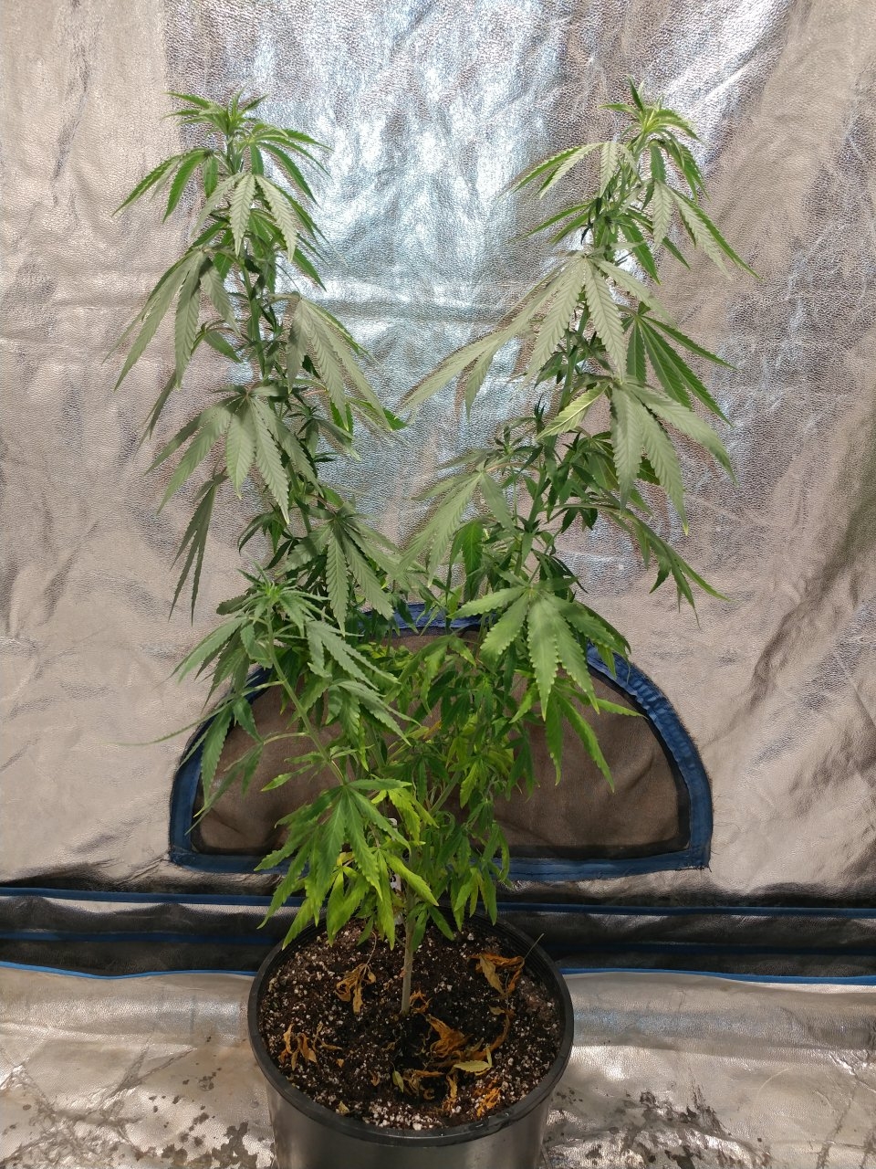 Bangi Haze_F9_Pheno 5 (9).jpg