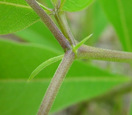 Baptisia_cinerea_stipule.jpg