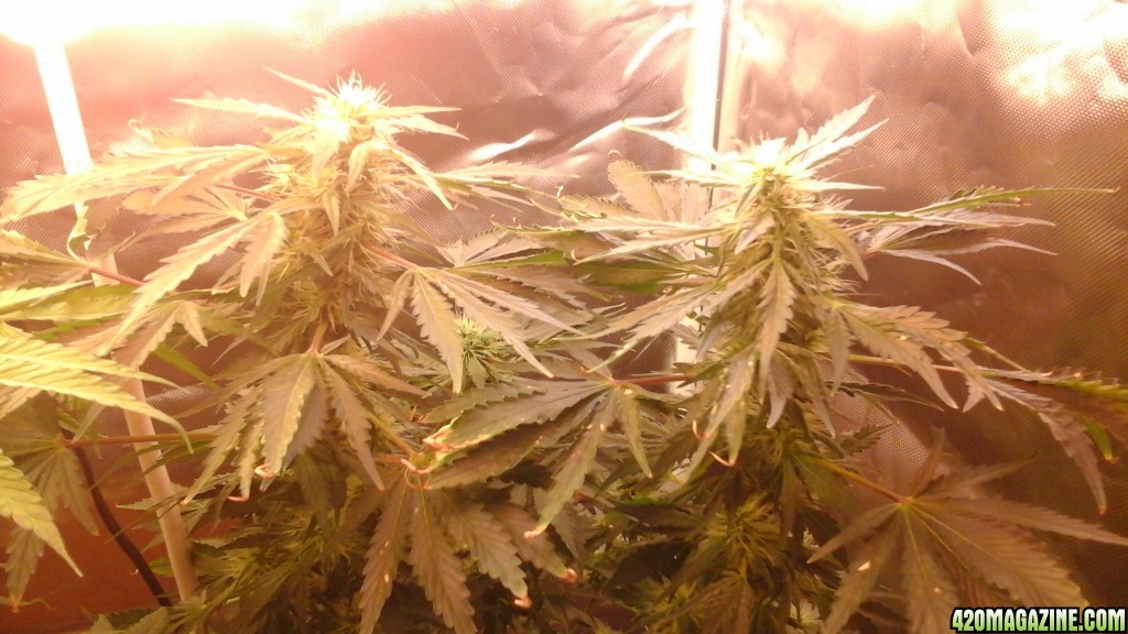 Barbara Bud - 5 1/2 Weeks into Flower