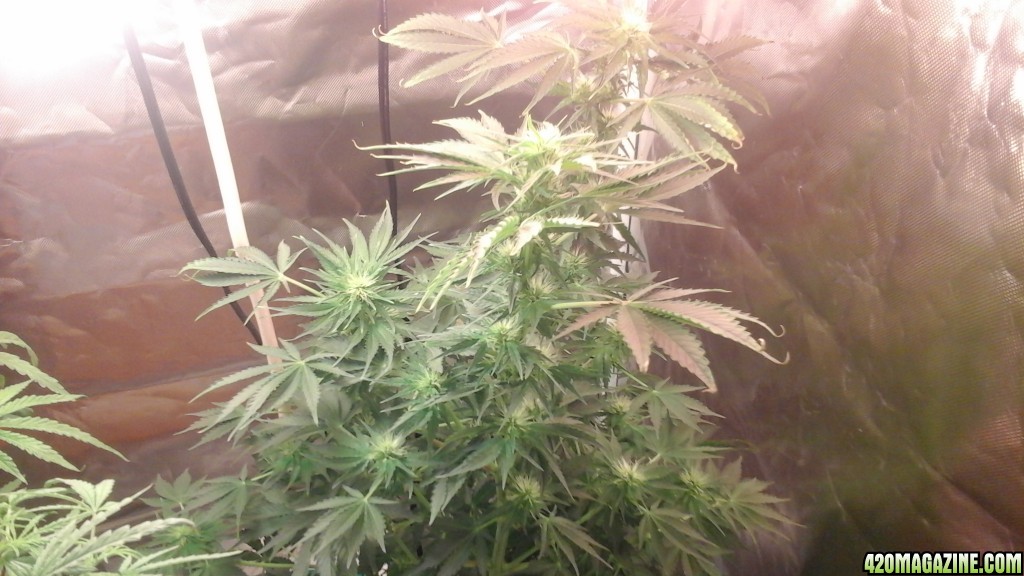 Barbara bud - flower week 3 half - day 69