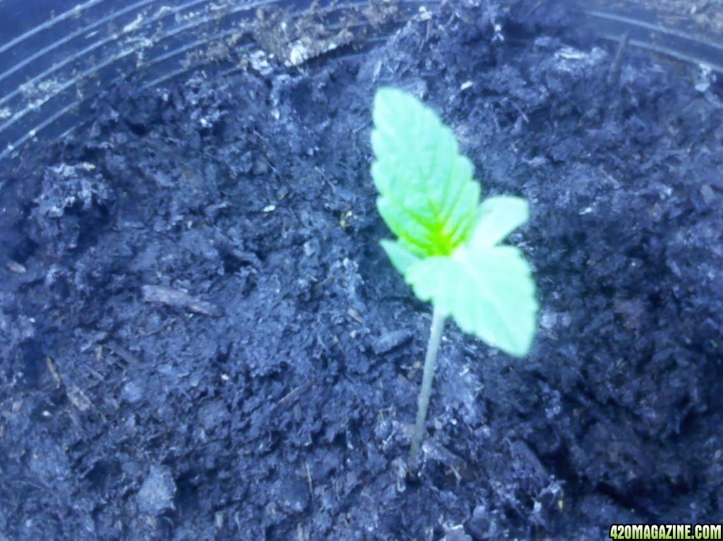 Barbara Bud Veg Week 0 Day 5