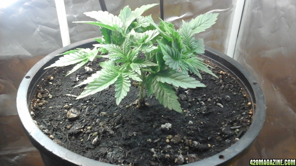 Barbara Bud Veg Week 3 (Day 24)