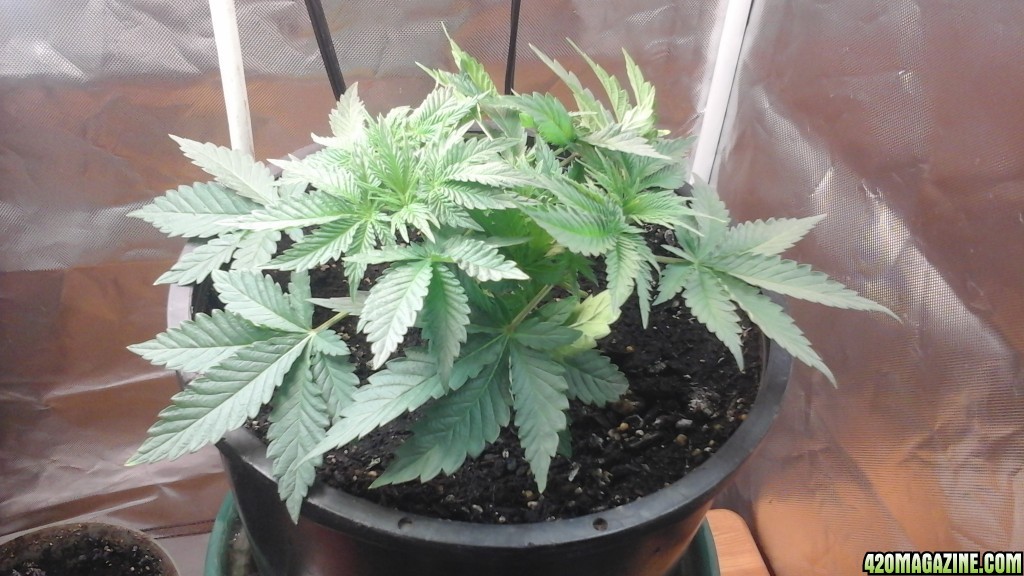 Barbara Bud Veg Week 4 (Day 29)