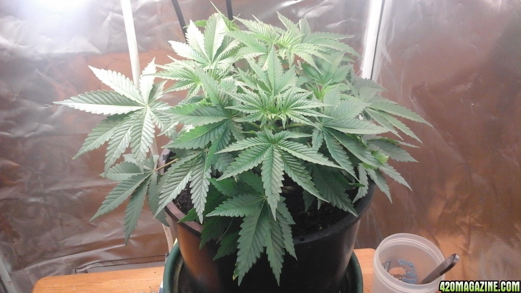 Barbara Bud Veg Week 5 (Day 36) &amp; Started Nutrients