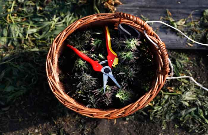 Basket of Marijuana - Stefan Wermuth