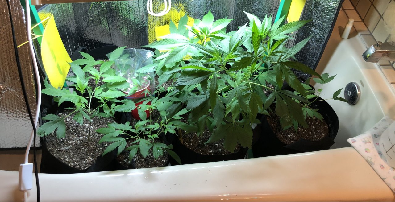 Bathtub clones