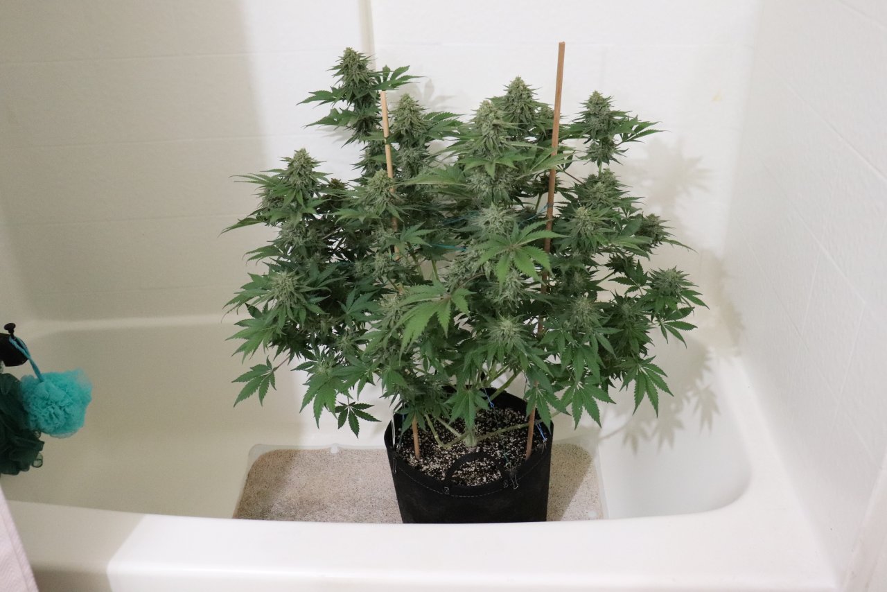 Bathtub OGK x GDP/Light Dep. Project-Day 53 of Flowering-6/13/24