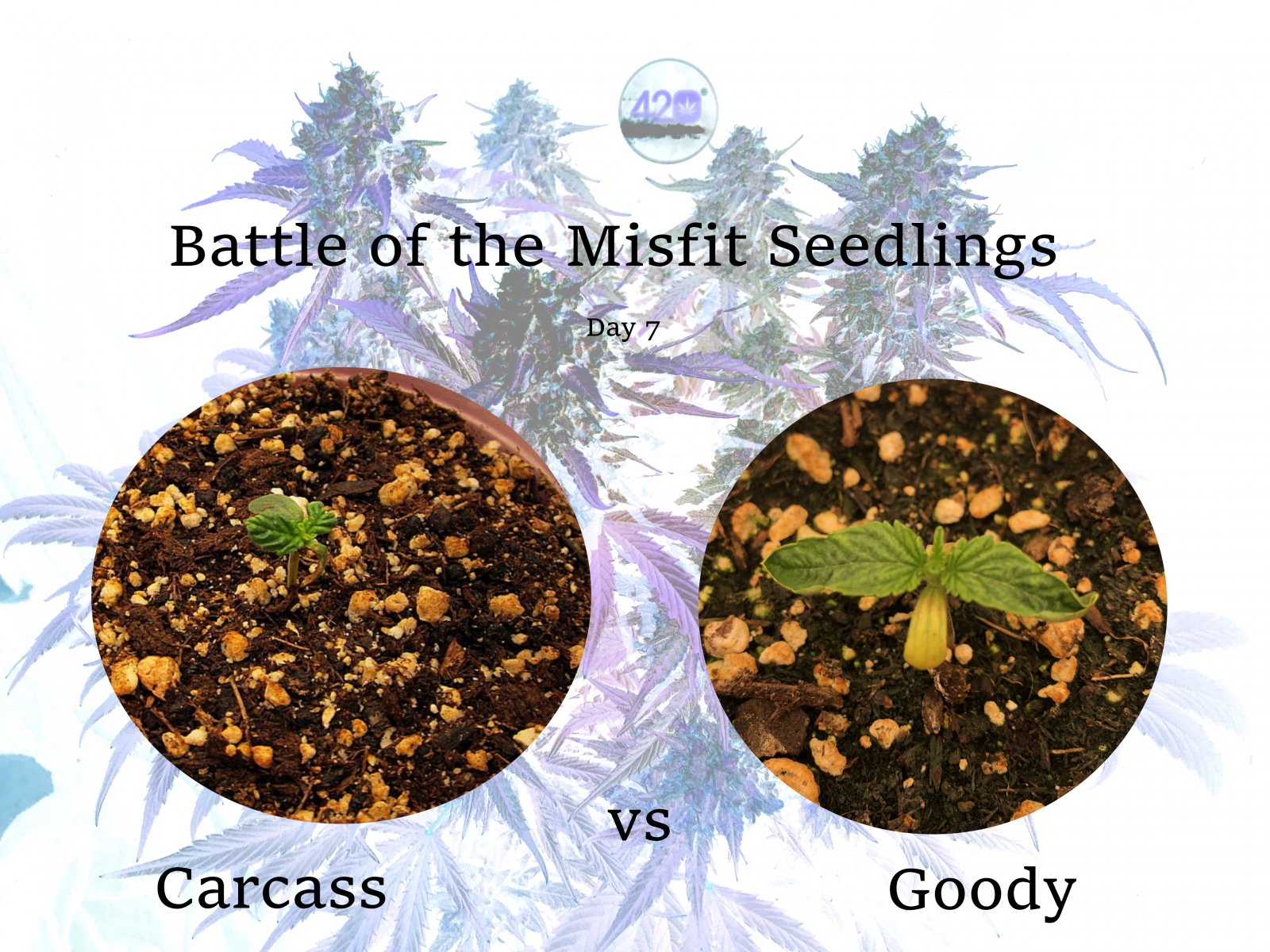 Battle of the Misfit Seedlings.jpg