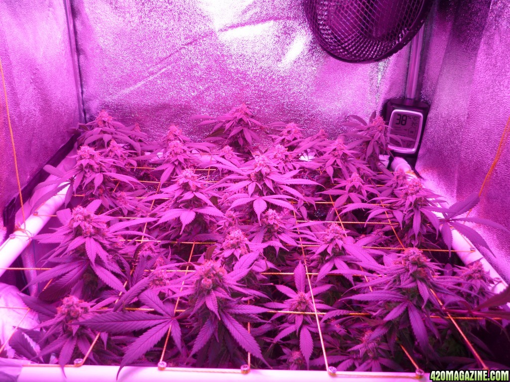 Bay 11 Clones April 12th Day 55 Bloom