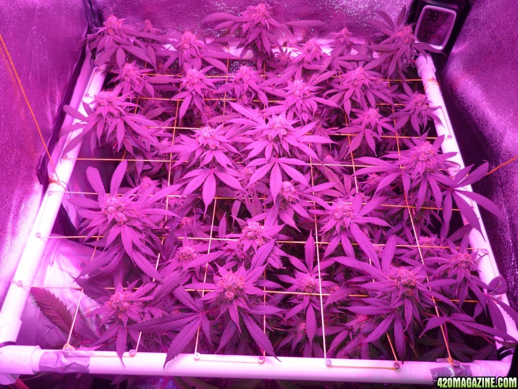 Bay 11 Clones April 12th Day 55 Bloom